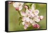 Hood River, Oregon, USA. Close-up of apple blossoms in the nearby Fruit Loop area.-Janet Horton-Framed Stretched Canvas