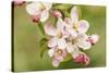 Hood River, Oregon, USA. Close-up of apple blossoms in the nearby Fruit Loop area.-Janet Horton-Stretched Canvas