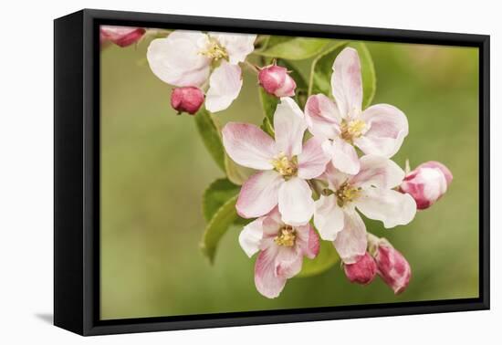 Hood River, Oregon, USA. Close-up of apple blossoms in the nearby Fruit Loop area.-Janet Horton-Framed Stretched Canvas