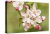 Hood River, Oregon, USA. Close-up of apple blossoms in the nearby Fruit Loop area.-Janet Horton-Stretched Canvas