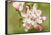 Hood River, Oregon, USA. Close-up of apple blossoms in the nearby Fruit Loop area.-Janet Horton-Framed Stretched Canvas