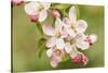 Hood River, Oregon, USA. Close-up of apple blossoms in the nearby Fruit Loop area.-Janet Horton-Stretched Canvas