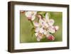 Hood River, Oregon, USA. Close-up of apple blossoms in the nearby Fruit Loop area.-Janet Horton-Framed Photographic Print