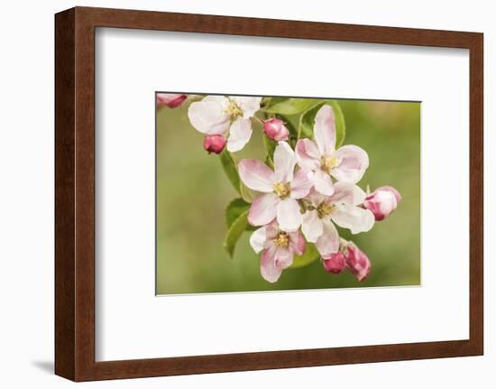 Hood River, Oregon, USA. Close-up of apple blossoms in the nearby Fruit Loop area.-Janet Horton-Framed Photographic Print