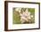 Hood River, Oregon, USA. Close-up of apple blossoms in the nearby Fruit Loop area.-Janet Horton-Framed Photographic Print