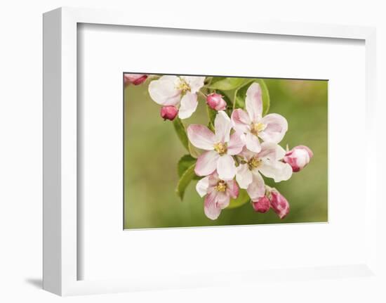 Hood River, Oregon, USA. Close-up of apple blossoms in the nearby Fruit Loop area.-Janet Horton-Framed Photographic Print