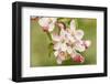 Hood River, Oregon, USA. Close-up of apple blossoms in the nearby Fruit Loop area.-Janet Horton-Framed Photographic Print