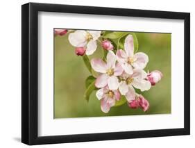 Hood River, Oregon, USA. Close-up of apple blossoms in the nearby Fruit Loop area.-Janet Horton-Framed Photographic Print