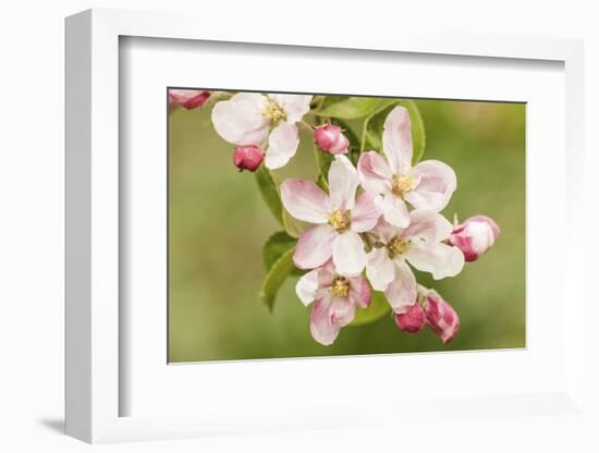 Hood River, Oregon, USA. Close-up of apple blossoms in the nearby Fruit Loop area.-Janet Horton-Framed Photographic Print