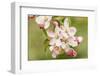 Hood River, Oregon, USA. Close-up of apple blossoms in the nearby Fruit Loop area.-Janet Horton-Framed Photographic Print