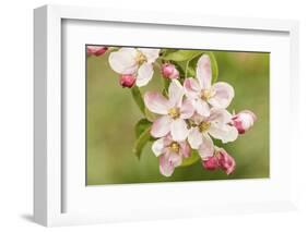 Hood River, Oregon, USA. Close-up of apple blossoms in the nearby Fruit Loop area.-Janet Horton-Framed Photographic Print