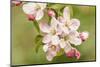 Hood River, Oregon, USA. Close-up of apple blossoms in the nearby Fruit Loop area.-Janet Horton-Mounted Photographic Print