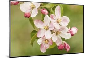 Hood River, Oregon, USA. Close-up of apple blossoms in the nearby Fruit Loop area.-Janet Horton-Mounted Photographic Print