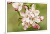 Hood River, Oregon, USA. Close-up of apple blossoms in the nearby Fruit Loop area.-Janet Horton-Framed Photographic Print