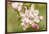 Hood River, Oregon, USA. Close-up of apple blossoms in the nearby Fruit Loop area.-Janet Horton-Framed Photographic Print