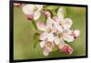 Hood River, Oregon, USA. Close-up of apple blossoms in the nearby Fruit Loop area.-Janet Horton-Framed Photographic Print