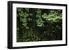 Hood River-Art Wolfe-Framed Photographic Print