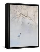 Hooded Crane Walks Through a Cold River under Hoarfrost-Covered Trees, Tsurui, Hokkaido, Japan-Josh Anon-Framed Stretched Canvas