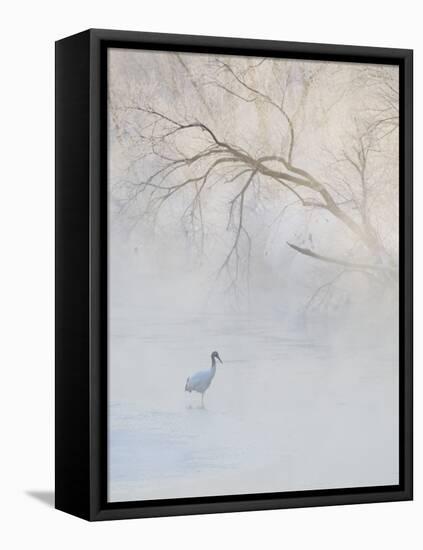 Hooded Crane Walks Through a Cold River under Hoarfrost-Covered Trees, Tsurui, Hokkaido, Japan-Josh Anon-Framed Stretched Canvas