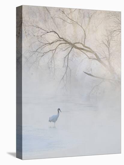 Hooded Crane Walks Through a Cold River under Hoarfrost-Covered Trees, Tsurui, Hokkaido, Japan-Josh Anon-Stretched Canvas