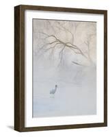 Hooded Crane Walks Through a Cold River under Hoarfrost-Covered Trees, Tsurui, Hokkaido, Japan-Josh Anon-Framed Photographic Print