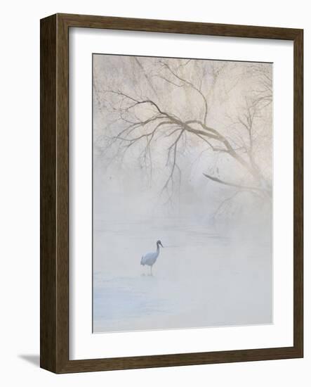 Hooded Crane Walks Through a Cold River under Hoarfrost-Covered Trees, Tsurui, Hokkaido, Japan-Josh Anon-Framed Photographic Print