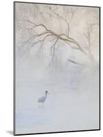 Hooded Crane Walks Through a Cold River under Hoarfrost-Covered Trees, Tsurui, Hokkaido, Japan-Josh Anon-Mounted Photographic Print