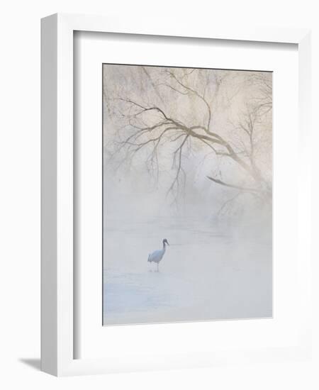 Hooded Crane Walks Through a Cold River under Hoarfrost-Covered Trees, Tsurui, Hokkaido, Japan-Josh Anon-Framed Photographic Print