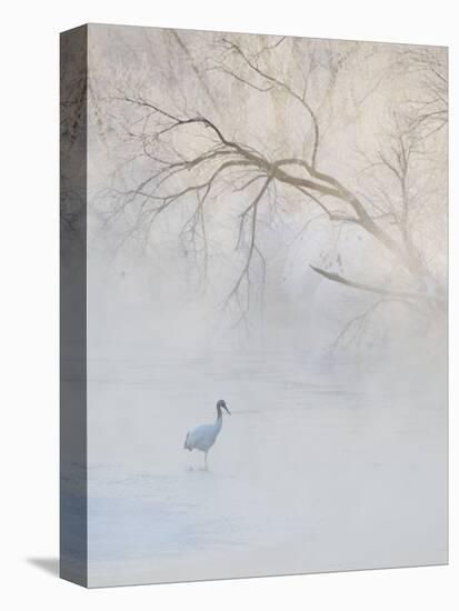 Hooded Crane Walks Through a Cold River under Hoarfrost-Covered Trees, Tsurui, Hokkaido, Japan-Josh Anon-Stretched Canvas