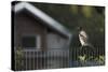 Hooded Crow (Corvus Cornix) Perched on a Garden Fence, Berlin, Germany, June-Florian Mã¶Llers-Stretched Canvas