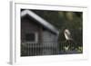 Hooded Crow (Corvus Cornix) Perched on a Garden Fence, Berlin, Germany, June-Florian Mã¶Llers-Framed Photographic Print