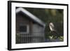 Hooded Crow (Corvus Cornix) Perched on a Garden Fence, Berlin, Germany, June-Florian Mã¶Llers-Framed Photographic Print