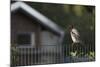 Hooded Crow (Corvus Cornix) Perched on a Garden Fence, Berlin, Germany, June-Florian Mã¶Llers-Mounted Photographic Print