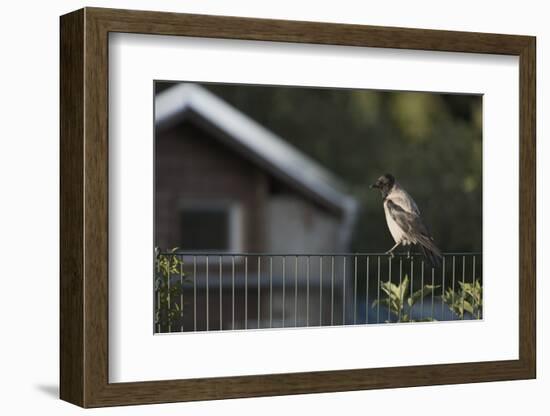 Hooded Crow (Corvus Cornix) Perched on a Garden Fence, Berlin, Germany, June-Florian Mã¶Llers-Framed Photographic Print