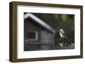 Hooded Crow (Corvus Cornix) Perched on a Garden Fence, Berlin, Germany, June-Florian Mã¶Llers-Framed Photographic Print