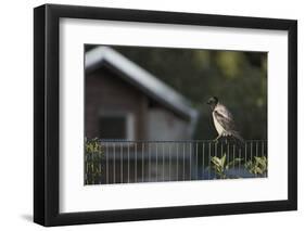 Hooded Crow (Corvus Cornix) Perched on a Garden Fence, Berlin, Germany, June-Florian Mã¶Llers-Framed Photographic Print