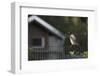 Hooded Crow (Corvus Cornix) Perched on a Garden Fence, Berlin, Germany, June-Florian Mã¶Llers-Framed Photographic Print