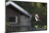 Hooded Crow (Corvus Cornix) Perched on a Garden Fence, Berlin, Germany, June-Florian Mã¶Llers-Mounted Photographic Print
