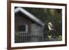 Hooded Crow (Corvus Cornix) Perched on a Garden Fence, Berlin, Germany, June-Florian Mã¶Llers-Framed Photographic Print