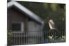 Hooded Crow (Corvus Cornix) Perched on a Garden Fence, Berlin, Germany, June-Florian Mã¶Llers-Mounted Photographic Print