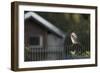Hooded Crow (Corvus Cornix) Perched on a Garden Fence, Berlin, Germany, June-Florian Mã¶Llers-Framed Photographic Print
