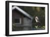 Hooded Crow (Corvus Cornix) Perched on a Garden Fence, Berlin, Germany, June-Florian Mã¶Llers-Framed Photographic Print