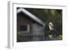 Hooded Crow (Corvus Cornix) Perched on a Garden Fence, Berlin, Germany, June-Florian Mã¶Llers-Framed Photographic Print