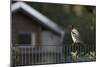 Hooded Crow (Corvus Cornix) Perched on a Garden Fence, Berlin, Germany, June-Florian Mã¶Llers-Mounted Photographic Print