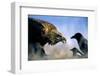 Hooded Crow (Corvus Coronix) And Eurasian Magpie (Pica Pica) Waiting To Scavenge-Bence Mate-Framed Photographic Print