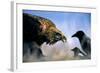 Hooded Crow (Corvus Coronix) And Eurasian Magpie (Pica Pica) Waiting To Scavenge-Bence Mate-Framed Photographic Print