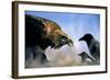 Hooded Crow (Corvus Coronix) And Eurasian Magpie (Pica Pica) Waiting To Scavenge-Bence Mate-Framed Photographic Print