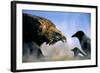 Hooded Crow (Corvus Coronix) And Eurasian Magpie (Pica Pica) Waiting To Scavenge-Bence Mate-Framed Photographic Print