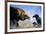 Hooded Crow (Corvus Coronix) And Eurasian Magpie (Pica Pica) Waiting To Scavenge-Bence Mate-Framed Photographic Print