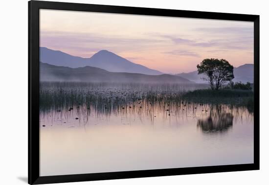 Hooded crow nest in willow tree, near Oban Argyll, Scotland-SCOTLAND: The Big Picture-Framed Photographic Print